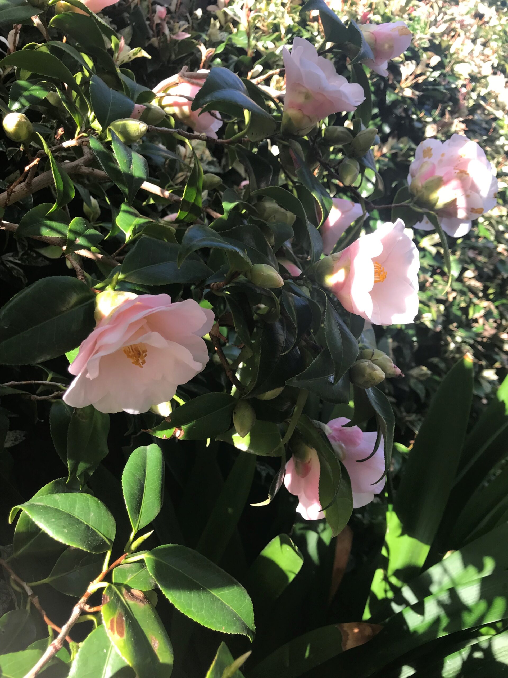 Pink Camelia tree