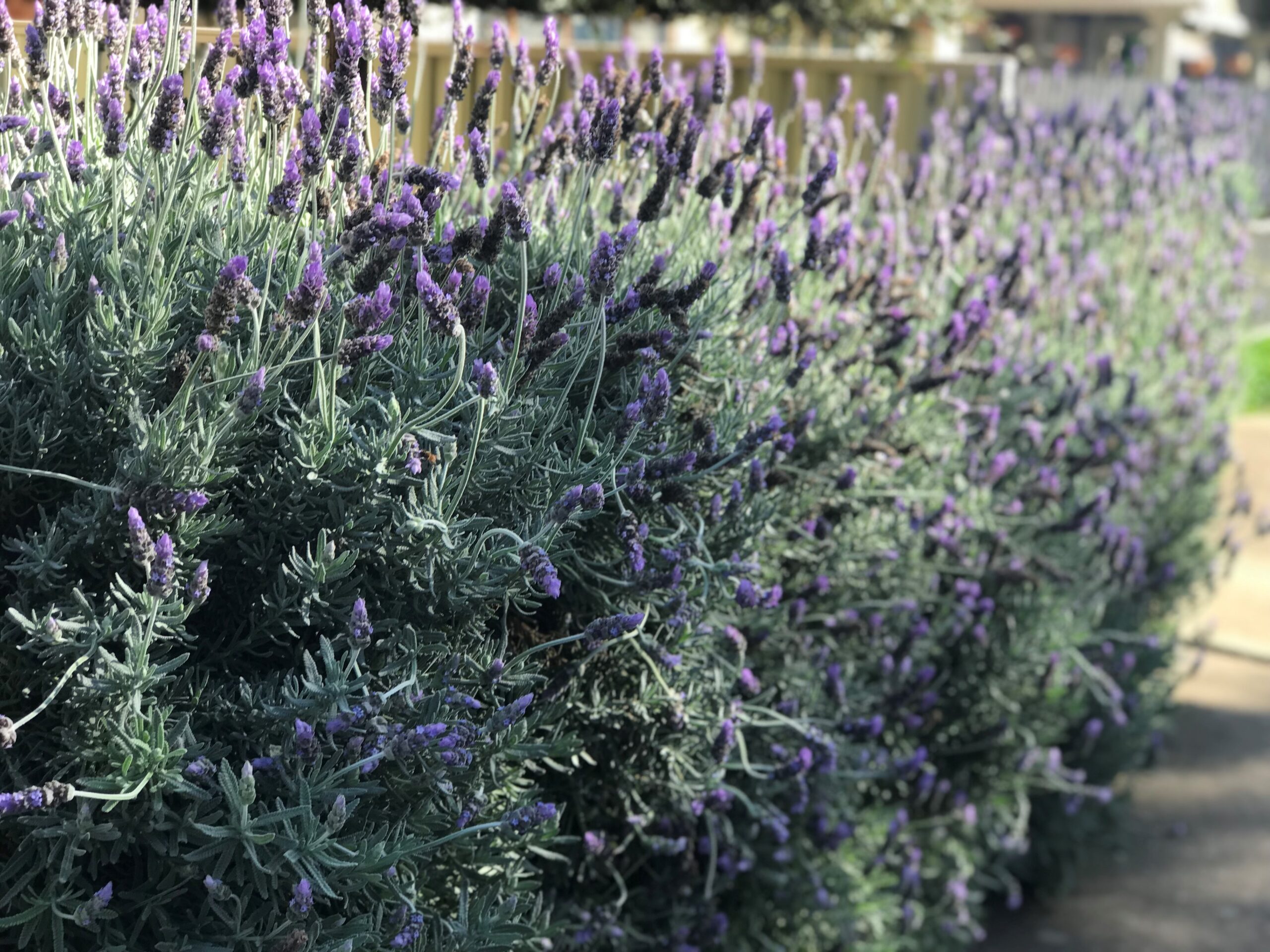 LAVENDER-HEDGE-SOFT-FOCUS-2-scaled-1